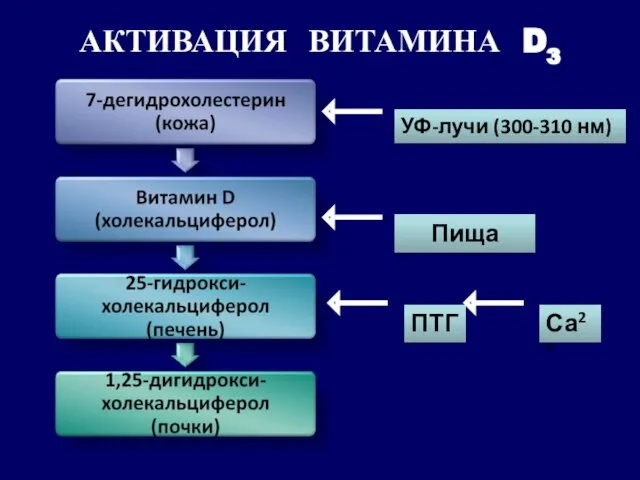 АКТИВАЦИЯ ВИТАМИНА D3 УФ-лучи (300-310 нм) Пища Са2+ ПТГ