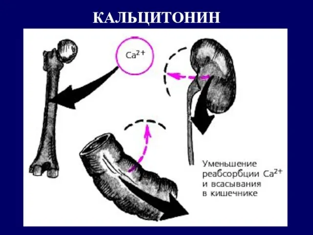 КАЛЬЦИТОНИН