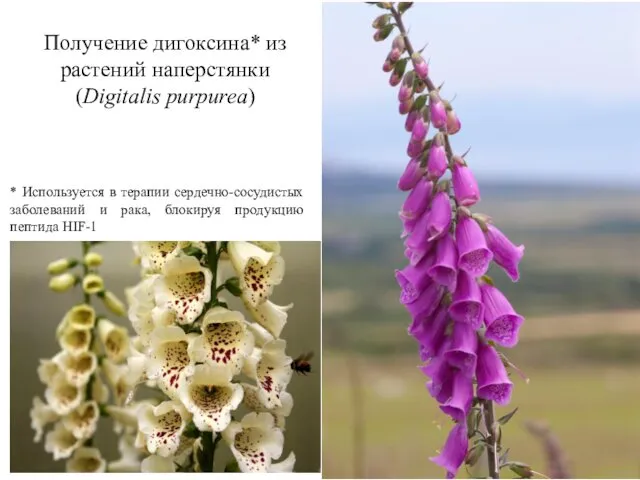 Получение дигоксина* из растений наперстянки (Digitalis purpurea) * Используется в терапии