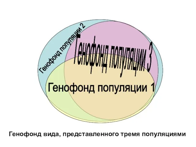 Генофонд вида, представленного тремя популяциями Генофонд популяции 1 Генофонд популяции 2 Генофонд популяции 3