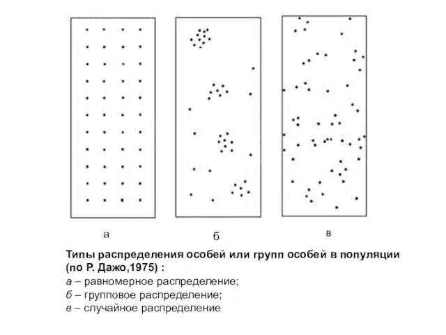 Типы распределения особей или групп особей в популяции (по Р. Дажо,1975)