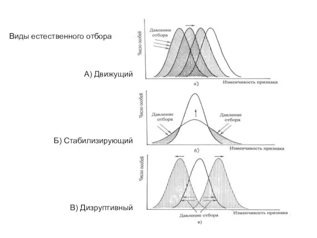 Виды естественного отбора А) Движущий Б) Стабилизирующий В) Дизруптивный