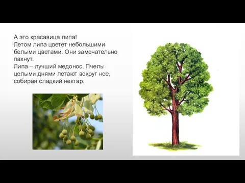 А это красавица липа! Летом липа цветет небольшими белыми цветами. Они