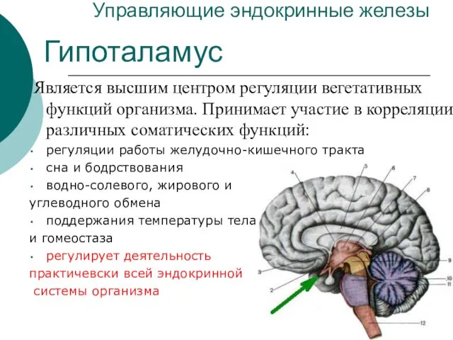 Управляющие эндокринные железы Является высшим центром регуляции вегетативных функций организма. Принимает