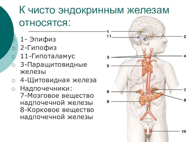 К чисто эндокринным железам относятся: 1- Эпифиз 2-Гипофиз 11-Гипоталамус 3-Паращитовидные железы