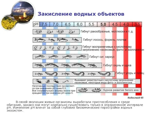 Закисление водных объектов В своей эволюции живые организмы выработали приспособления к