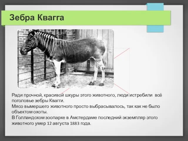 Зебра Квагга Ради прочной, красивой шкуры этого животного, люди истребили всё