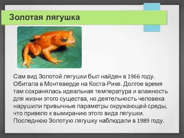 Золотая лягушка Сам вид Золотой лягушки был найден в 1966 году.