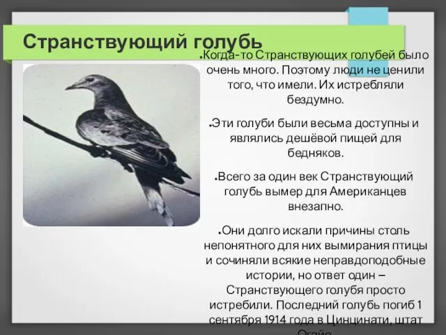 Странствующий голубь Когда-то Странствующих голубей было очень много. Поэтому люди не