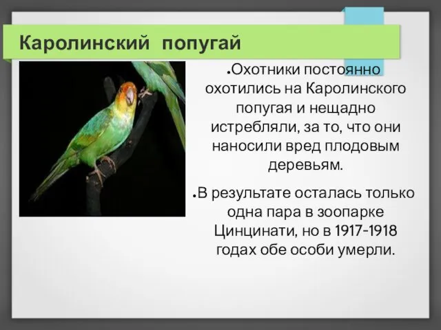 Каролинский попугай Охотники постоянно охотились на Каролинского попугая и нещадно истребляли,