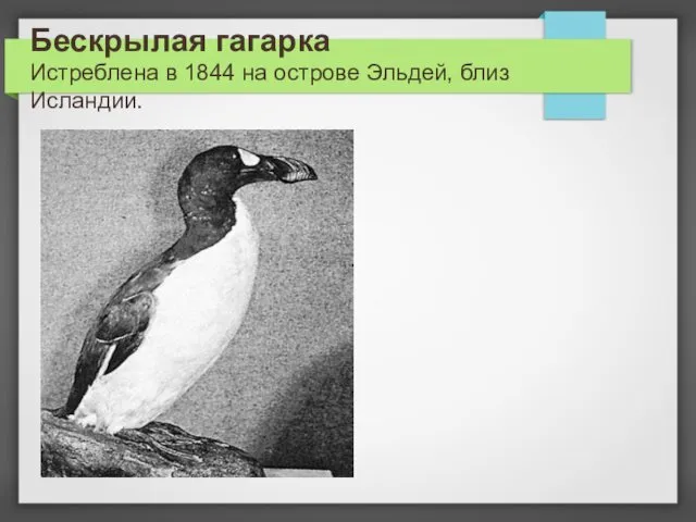 Бескрылая гагарка Истреблена в 1844 на острове Эльдей, близ Исландии.