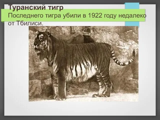 Туранский тигр Последнего тигра убили в 1922 году недалеко от Тбилиси.