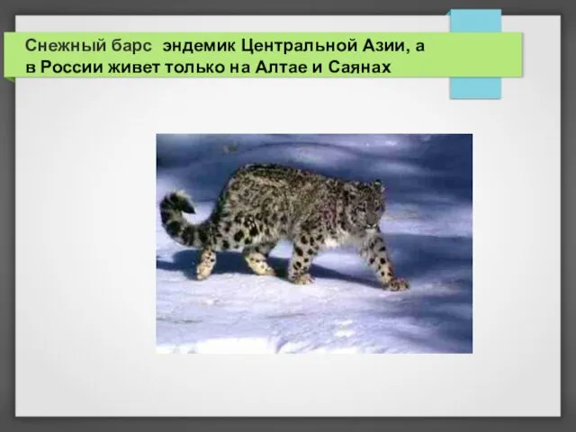 Снежный барс эндемик Центральной Азии, а в России живет только на Алтае и Саянах