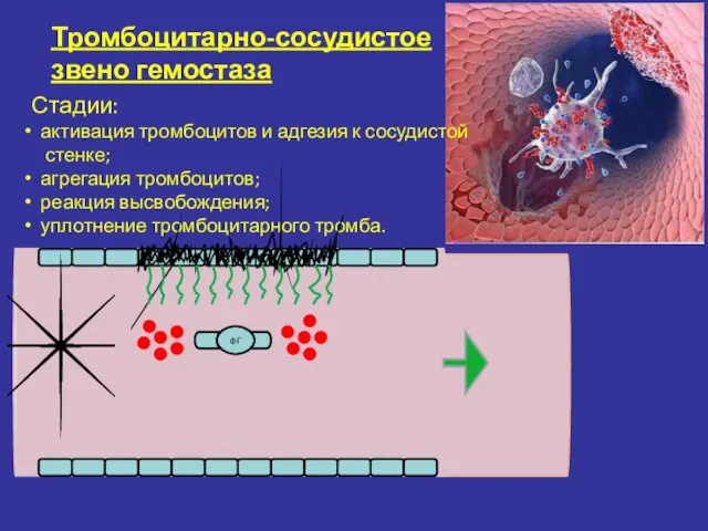 Тромбоцитарно-сосудистое звено гемостаза Стадии: активация тромбоцитов и адгезия к сосудистой стенке;