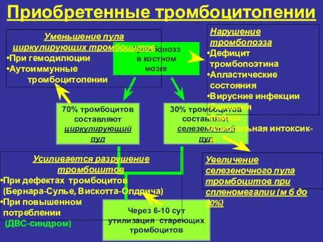 Приобретенные тромбоцитопении Тромбопоэз в костном мозге 70% тромбоцитов составляют циркулирующий пул