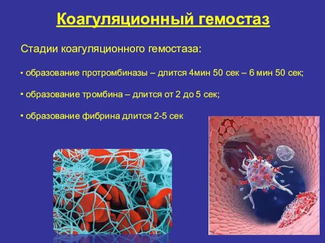 Коагуляционный гемостаз Стадии коагуляционного гемостаза: образование протромбиназы – длится 4мин 50