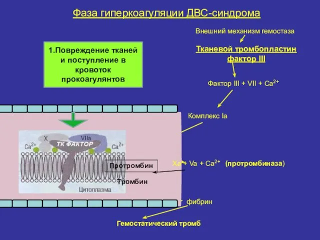 Фаза гиперкоагуляции ДВС-синдрома IXa Внешний механизм гемостаза Тканевой тромбопластин фактор III