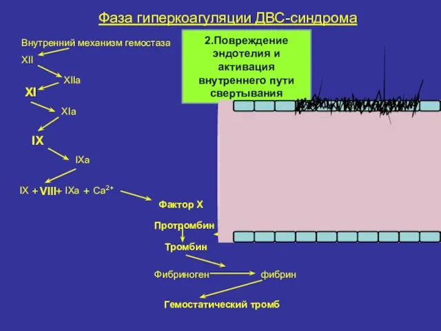 Фаза гиперкоагуляции ДВС-синдрома Внутренний механизм гемостаза XII XIIa XI XIa IX