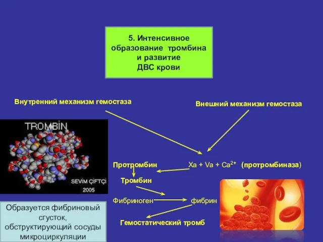 Внутренний механизм гемостаза Внешний механизм гемостаза Xa + Va + Ca2+