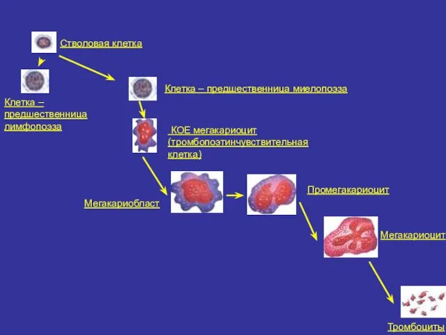 Стволовая клетка Клетка – предшественница миелопоэза КОЕ мегакариоцит (тромбопоэтинчувствительная клетка) Мегакариобласт