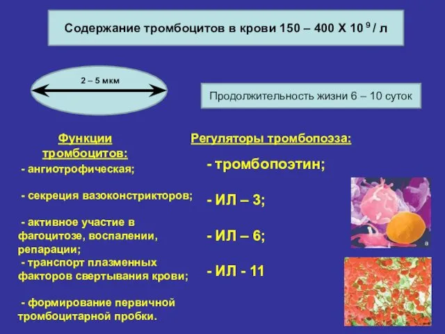 Содержание тромбоцитов в крови 150 – 400 Х 10 9 /