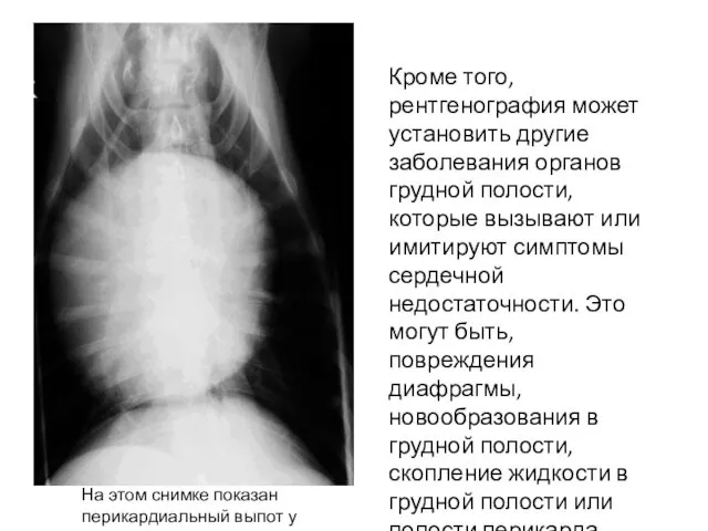 На этом снимке показан перикардиальный выпот у кота. Кроме того, рентгенография