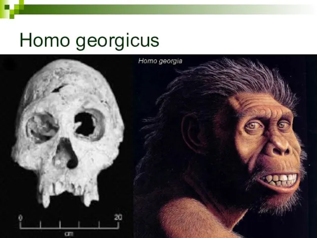 Homo georgicus