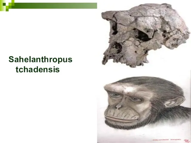 Sahelanthropus tchadensis