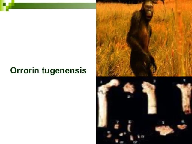 Orrorin tugenensis