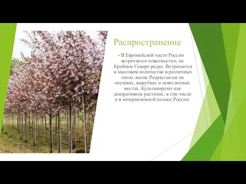 Распространение В Европейской части России встречается повсеместно, на Крайнем Севере редко.