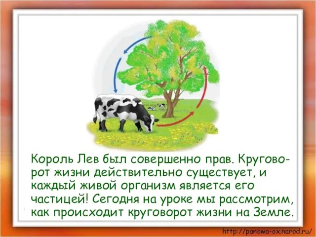 Король Лев был совершенно прав. Кругово-рот жизни действительно существует, и каждый