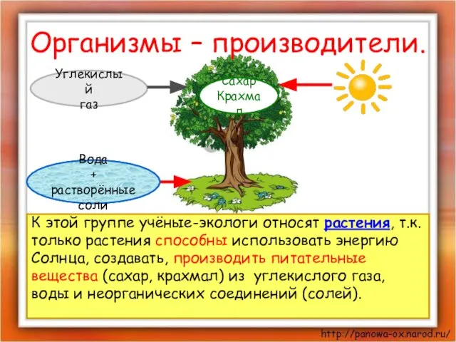 Организмы – производители. К этой группе учёные-экологи относят растения, т.к. только