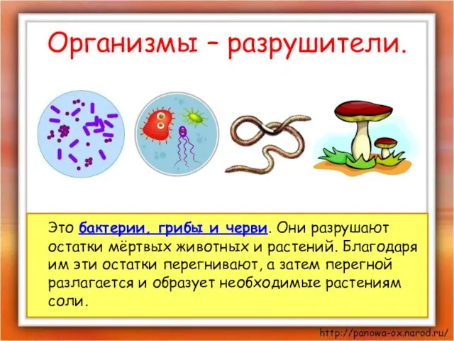 Организмы – разрушители. Это бактерии, грибы и черви. Они разрушают остатки