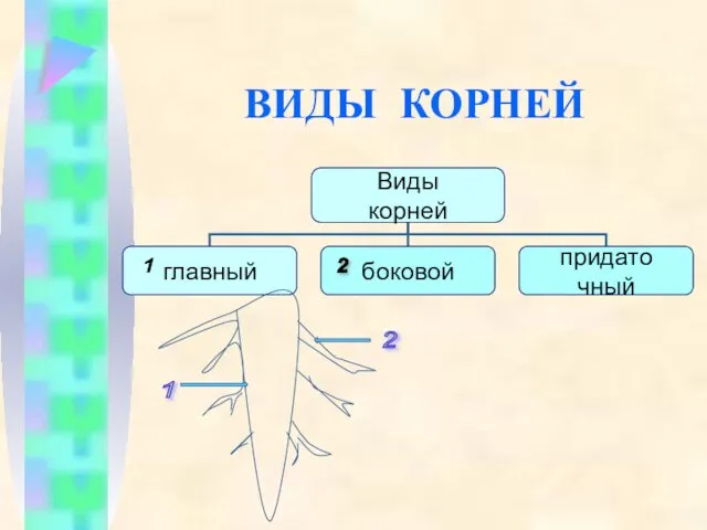 ВИДЫ КОРНЕЙ 1 2 1 2