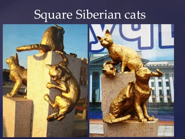 Square Siberian cats