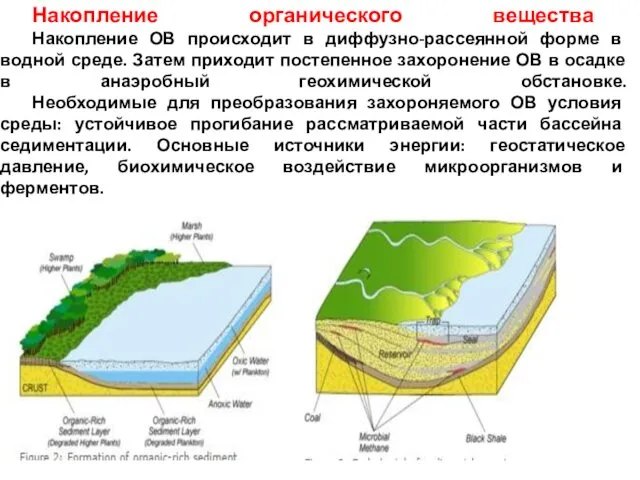 Накопление органического вещества Накопление ОВ происходит в диффузно-рассеянной форме в водной