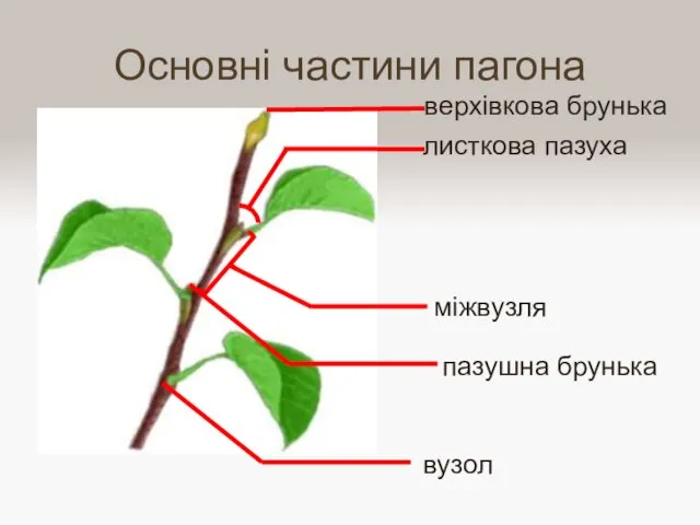 Основні частини пагона пазушна брунька верхівкова брунька