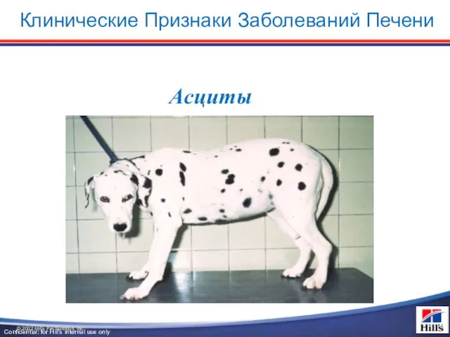 Асциты © 2002 Hill’s Pet Nutrition, Inc. Клинические Признаки Заболеваний Печени