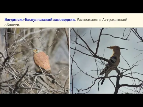 Богдинско-Баскунчакский заповедник. Расположен в Астраханской области.