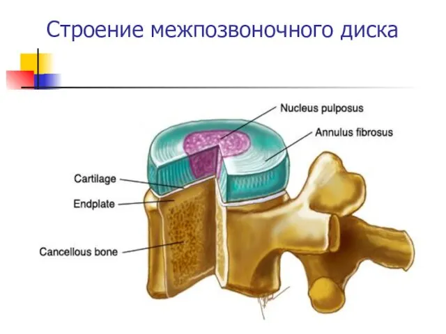 Строение межпозвоночного диска