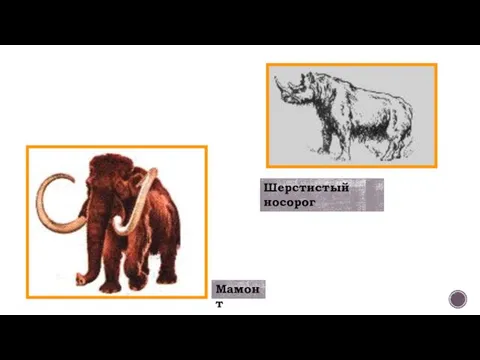 Шерстистый носорог Мамонт