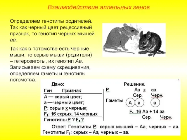 Взаимодействие аллельных генов Определяем генотипы родителей. Так как черный цвет рецессивный