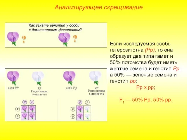 Анализирующее скрещивание Если исследуемая особь гетерозиготна (Рр), то она образует два