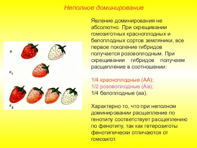 Неполное доминирование Явление доминирования не абсолютно. При скрещивании гомозиготных красноплодных и