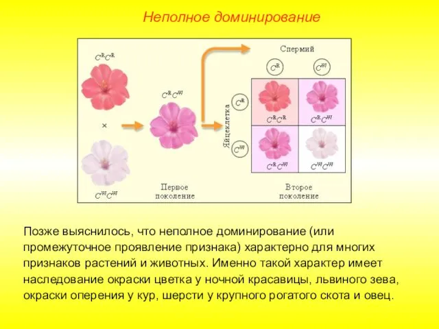 Неполное доминирование Позже выяснилось, что неполное доминирование (или промежуточное проявление признака)