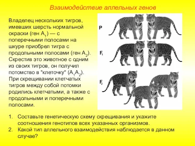 Взаимодействие аллельных генов Владелец нескольких тигров, имевших шерсть нормальной окраски (ген