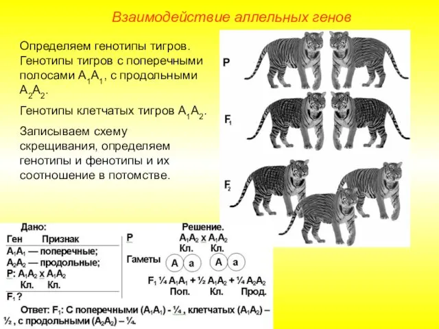 Взаимодействие аллельных генов Определяем генотипы тигров. Генотипы тигров с поперечными полосами