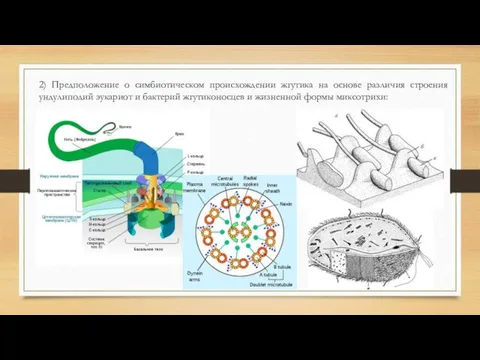 2) Предположение о симбиотическом происхождении жгутика на основе различия строения ундулиподий