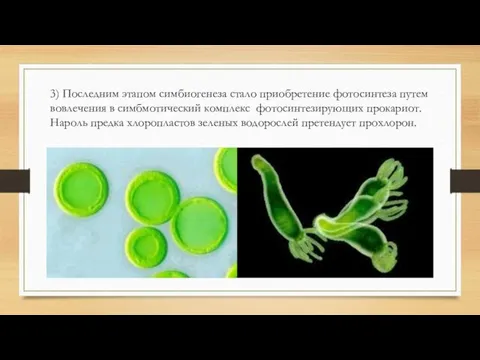 3) Последним этапом симбиогенеза стало приобретение фотосинтеза путем вовлечения в симбмотический