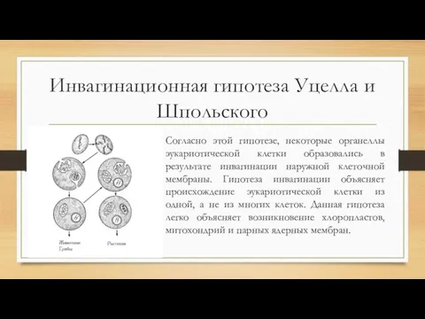 Инвагинационная гипотеза Уцелла и Шпольского Согласно этой гипотезе, некоторые органеллы эукариотической